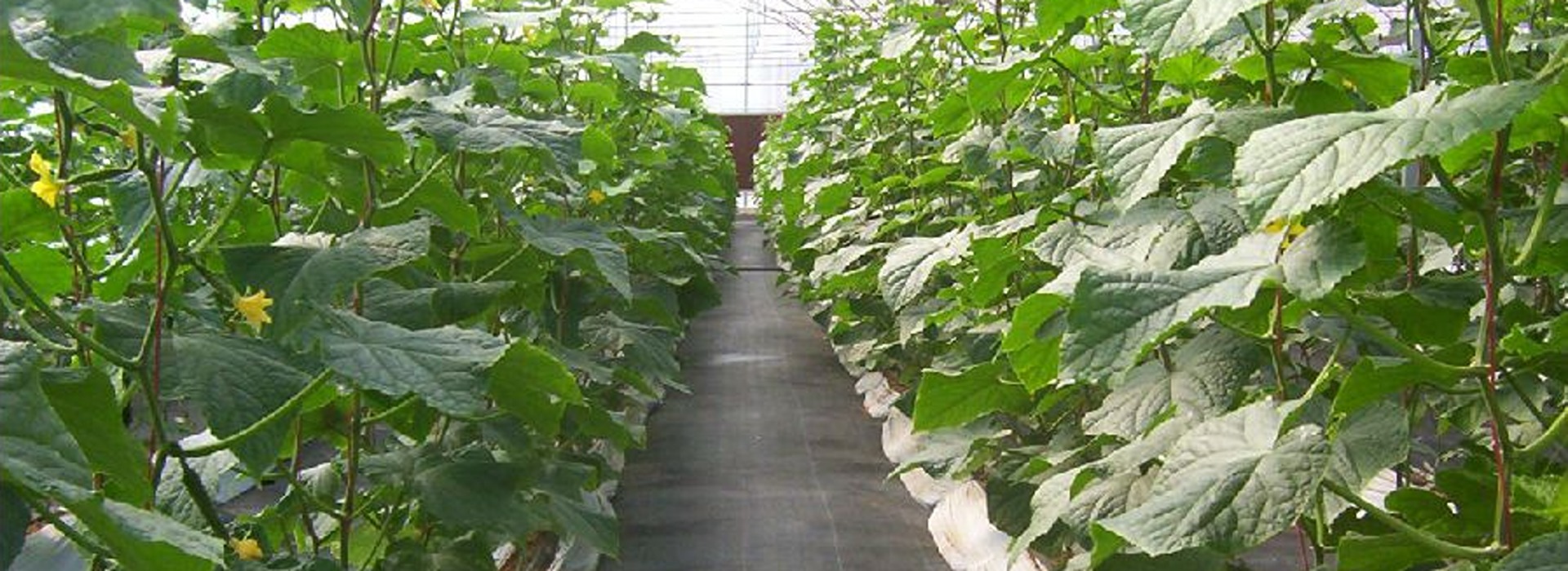 Get Quality Weed mat Keep Keep Unwanted weed at Bay GTFL